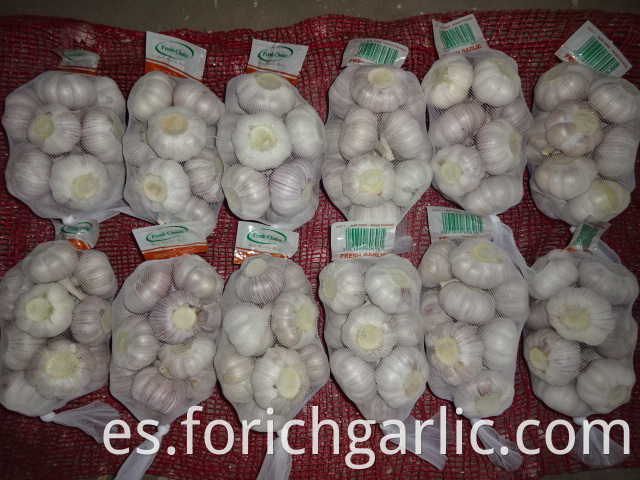 Regular White Garlic